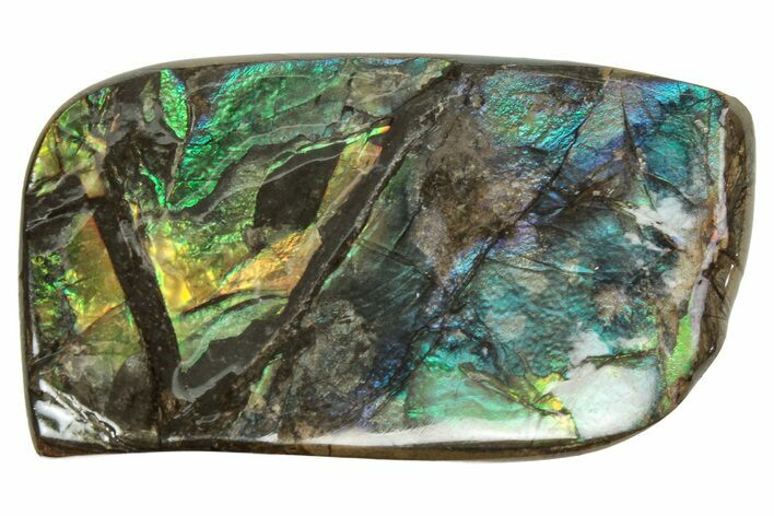 Flashy Ammolite (Fossil Ammonite Shell) - Rainbow Colored #357613